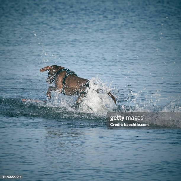 einhund rennt am meer durch das wasser - wasser splash fotografías e imágenes de stock