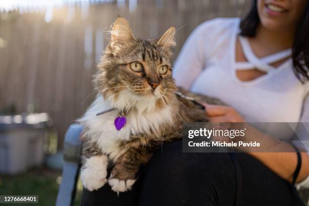 latin woman with her cat in the backyard - pet adoption stock pictures, royalty-free photos & images