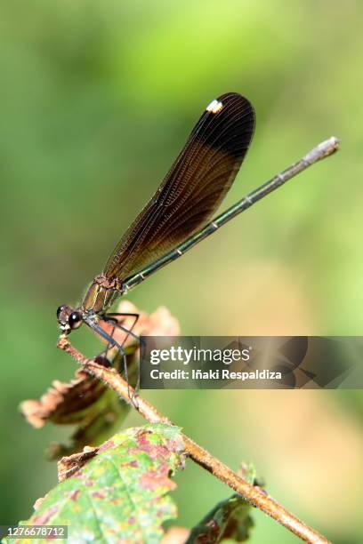 copper demoiselle - iñaki respaldiza stock pictures, royalty-free photos & images