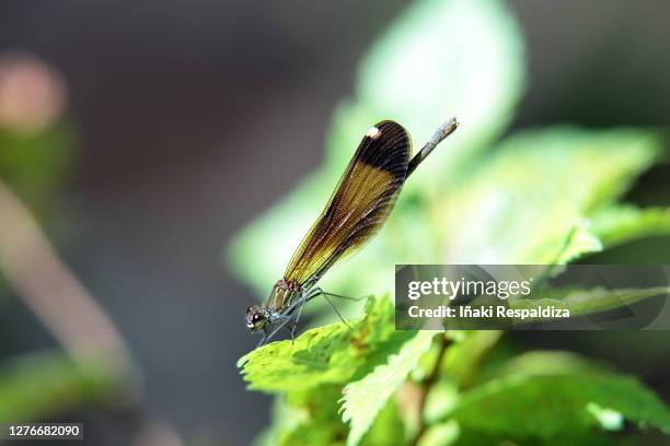 copper demoiselle - iñaki respaldiza stock pictures, royalty-free photos & images