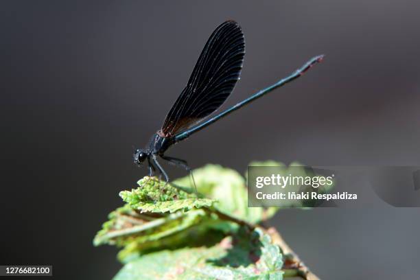 copper demoiselle - iñaki respaldiza stock pictures, royalty-free photos & images