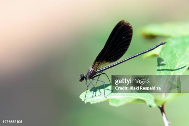 copper demoiselle - iñaki respaldiza stock pictures, royalty-free photos & images