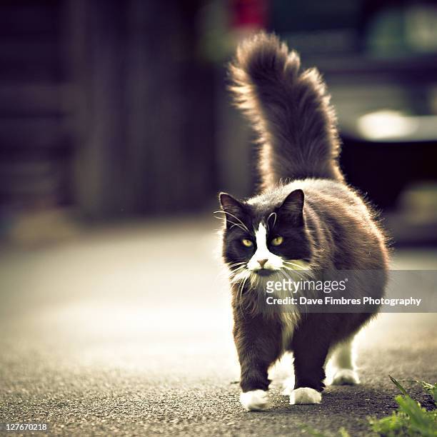 female cat - mclean stock pictures, royalty-free photos & images