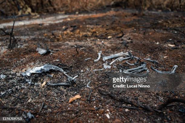 dead bird - pantanal fires - burned corpse stock pictures, royalty-free photos & images