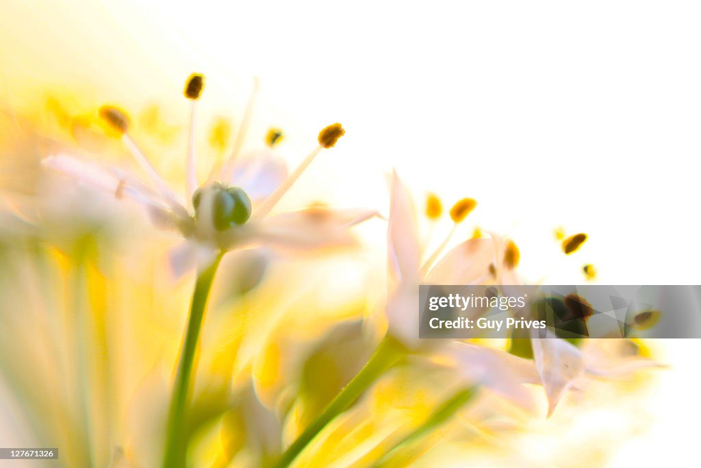 Yellow flowers
