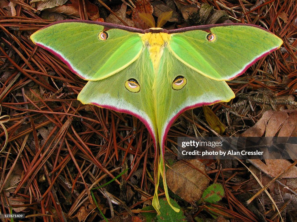 Luna moth