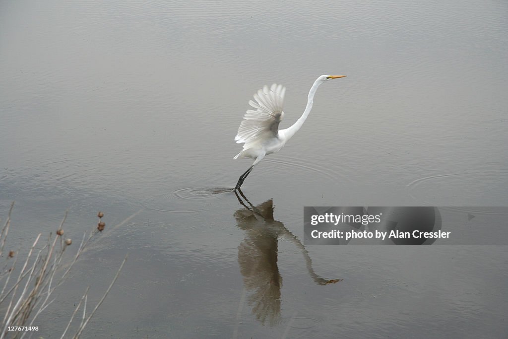 Great white heron