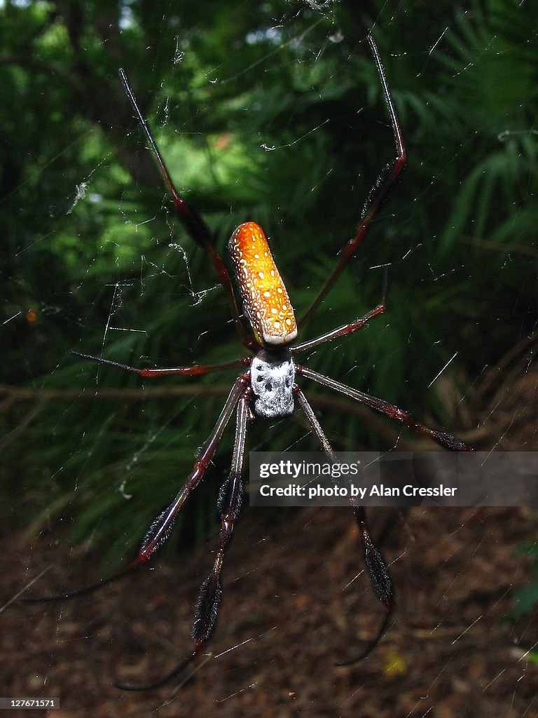 Nephila clavipes