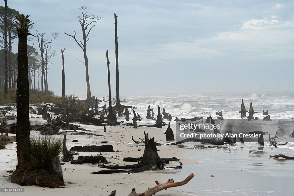 Tree stump on beach