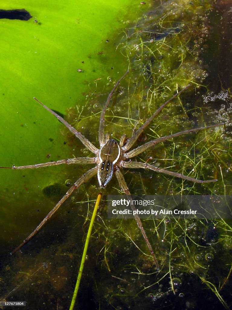 Dolomedes triton