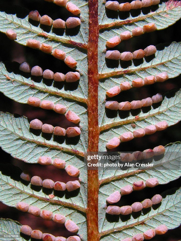 Cibotium menziesii