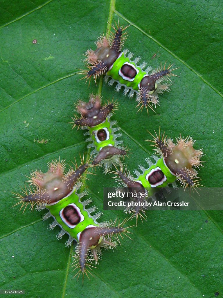Saddleback caterpillars 0n leaf