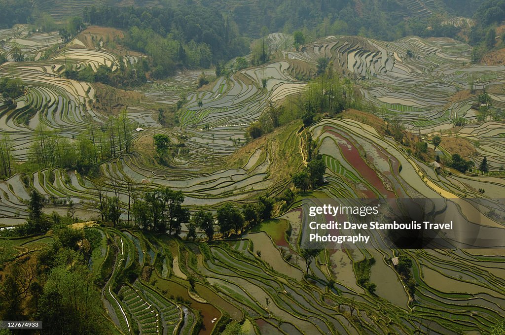 Tiger Mouth rice terraces