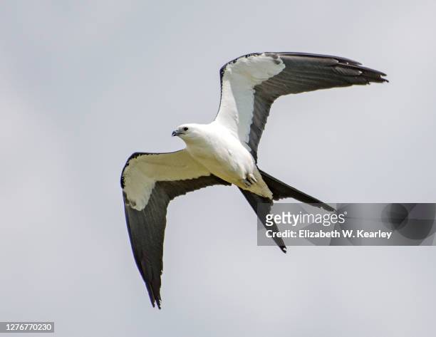 swallow tailed kite in flight - kite bird stock pictures, royalty-free photos & images