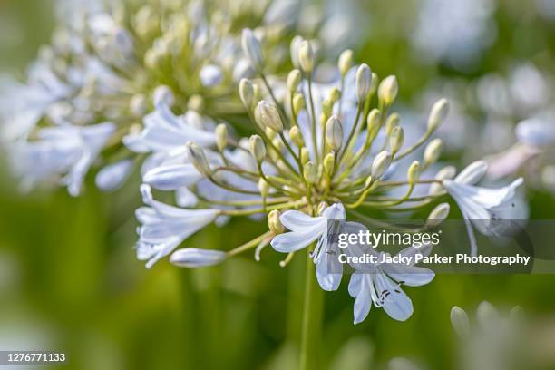 beautiful soft blue flowers of agapanthus 'silver mist' also known as african lily 'silver mist' - african lily photos et images de collection