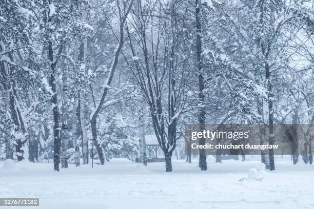 trees on snow covered landscape in heavy snow day, sapporo, hokkaido, japan - hokkaido city stock pictures, royalty-free photos & images