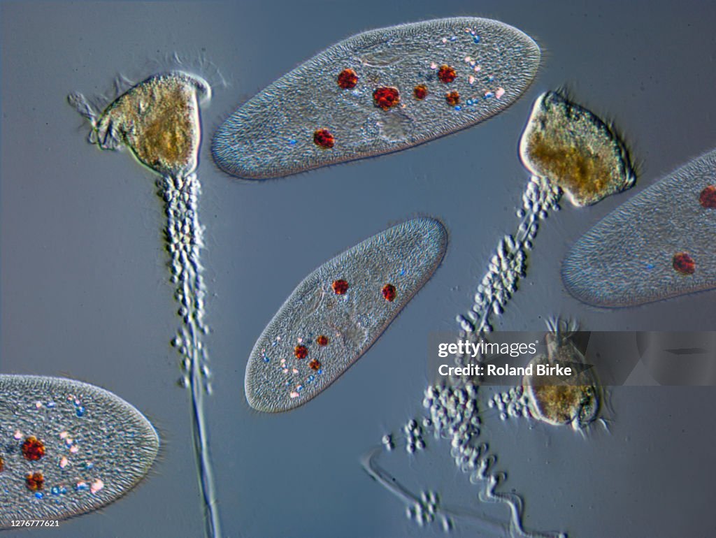 Protist composing