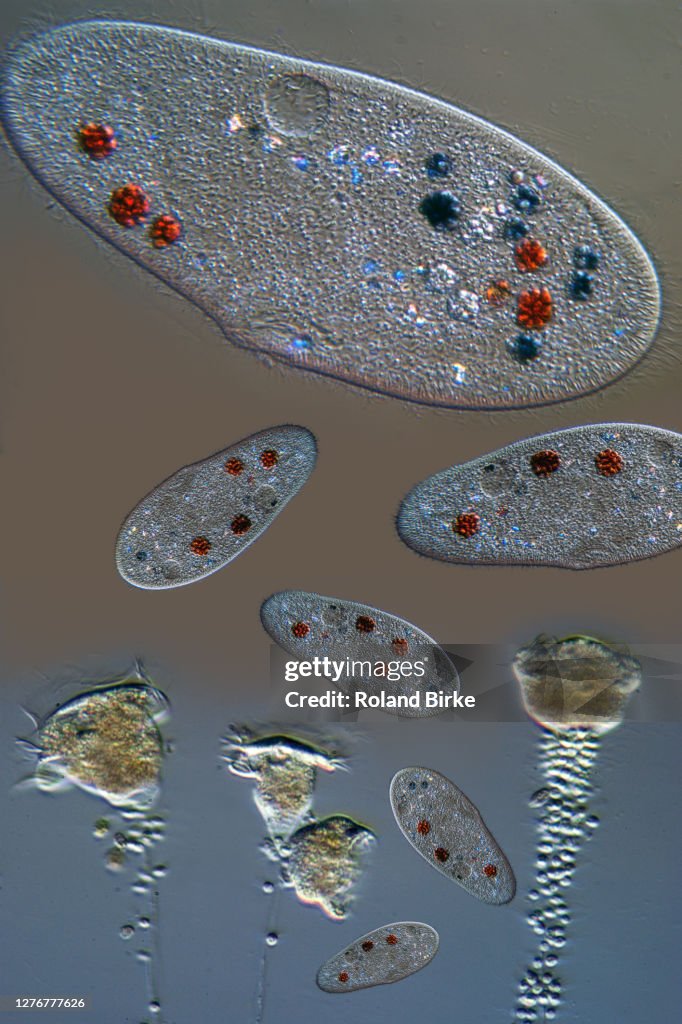 Protist composing