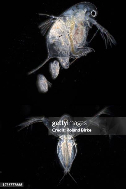 waterfleas with young. - daphnia stock pictures, royalty-free photos & images