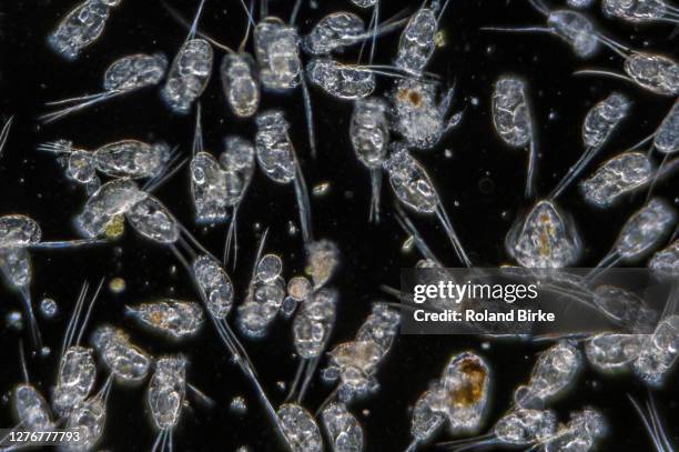 Rotifera Embryos Rotifera Photos and Premium High Res Pictures - Getty Images