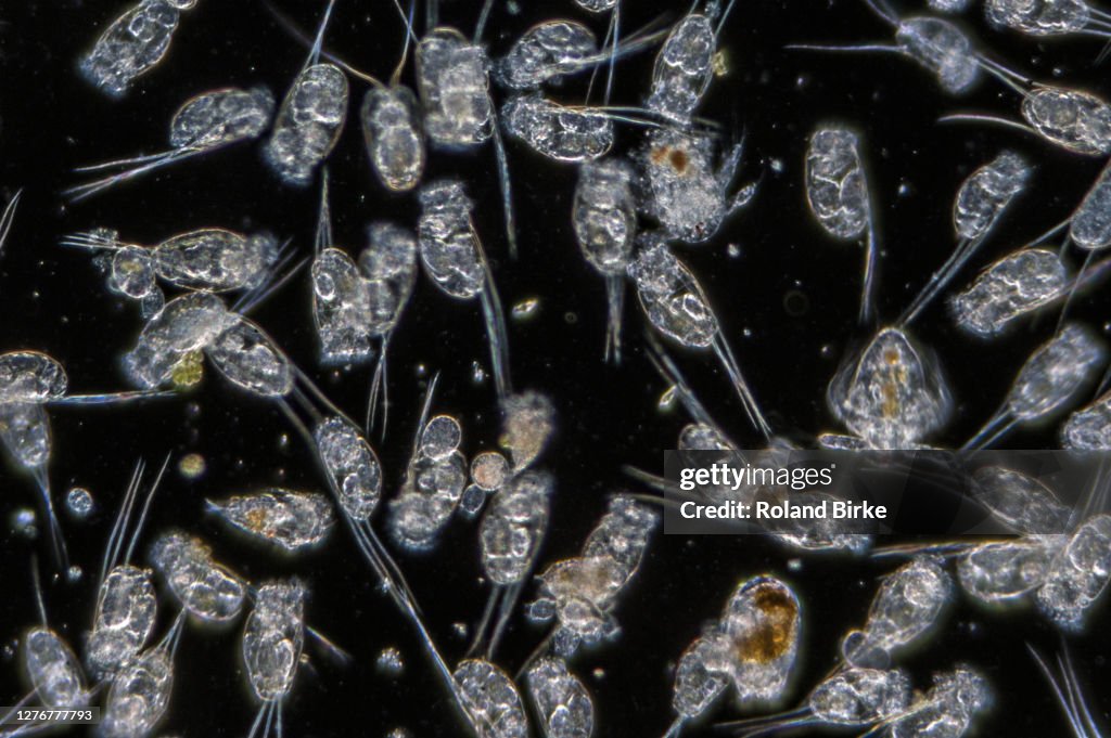 Rotifer zooplankton