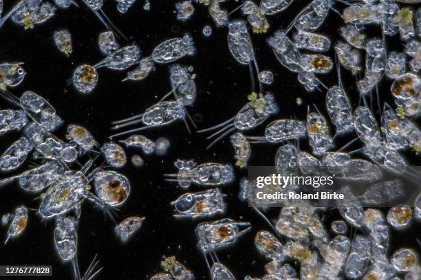 rotifer zooplankton - rotífero imagens e fotografias de stock