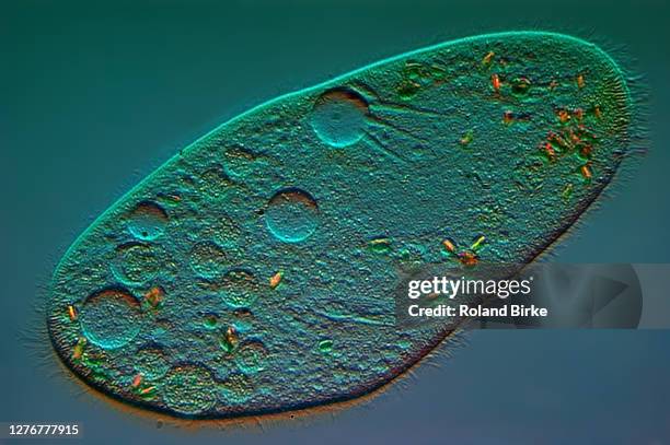 paramecium protist - paramecium stockfoto's en -beelden