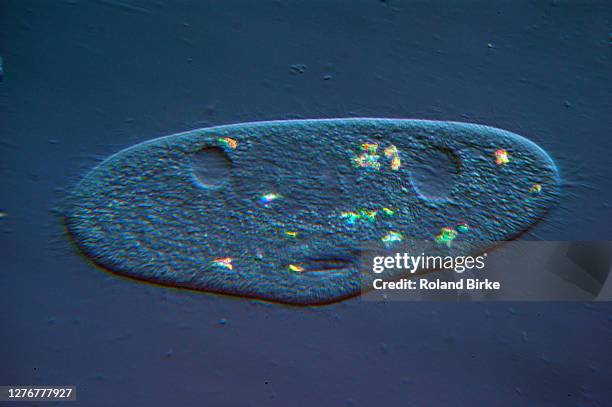 Paramecium Color Photos and Premium High Res Pictures - Getty Images