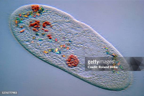 paramecium protist - paramecium stockfoto's en -beelden