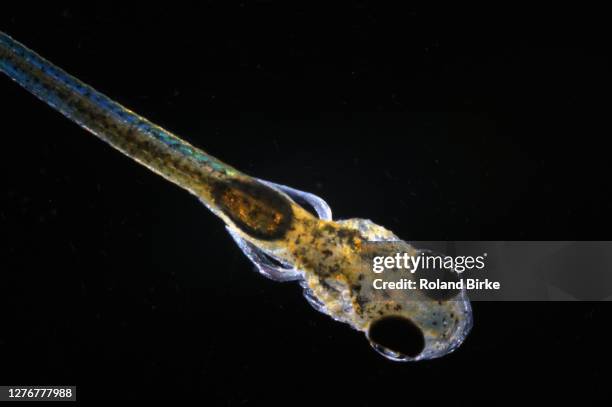 Fish Larvae Digested 29,801 Larva Stock Photos, High-Res Pictures, and Images - Getty Images