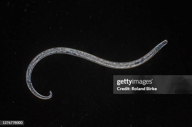 nematode worm. - nematode worm stockfoto's en -beelden