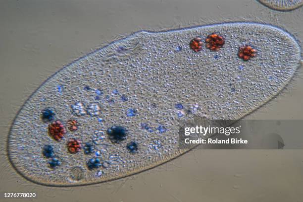 paramecium protist - paramecium stockfoto's en -beelden