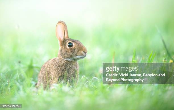 adorable bunny rabbit looking at camera in lush summer grass - lagomorphs stock-fotos und bilder