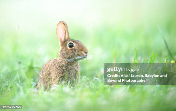 adorable bunny rabbit looking at camera in lush summer grass - lagomorfos fotografías e imágenes de stock