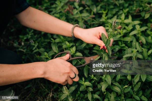 picking mint in the garden - harvesting herbs stock pictures, royalty-free photos & images