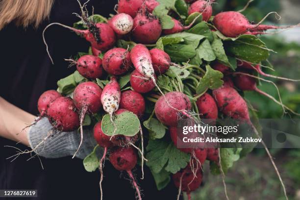 in the hands of a woman or girl gardener dacha fresh red radish with green leaves, just plucked from the garden, in the ground. vegetarian, vegan, and raw food. - radish stock pictures, royalty-free photos & images