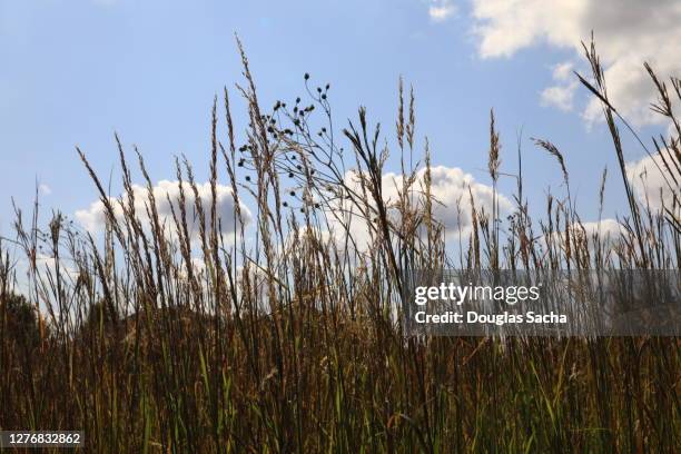 meadow of wild grass (alopecurus pratensis) - alopecurus stock pictures, royalty-free photos & images