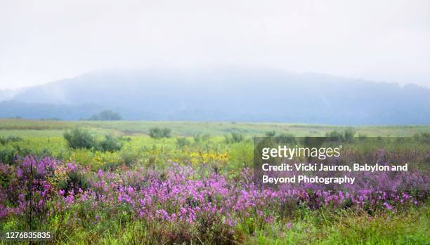 beautiful meadow of purple and green against cloudy sky at middle creek, pennsylvania - pennsylvania nature stock pictures, royalty-free photos & images