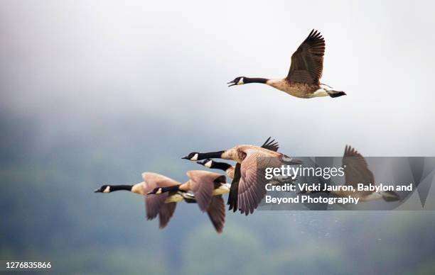 beautiful close up of geese in flight against mountains in pennsylvania - zugvögel stock-fotos und bilder