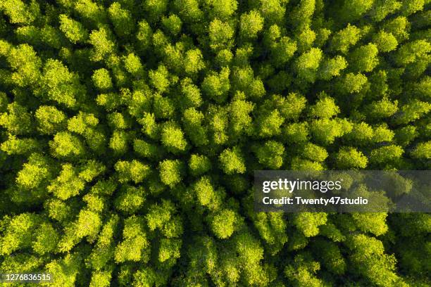 aerial view of forest, texture of mangrove forest view from drone - biomasse stock-fotos und bilder