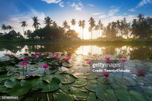 lotus flower lake in tropical rainforest - lotus seerose stock-fotos und bilder