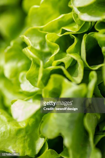 organic butterhead lettuce - huvudsallat bildbanksfoton och bilder