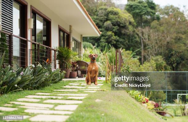 good dog guarding a house - attack dog stock pictures, royalty-free photos & images