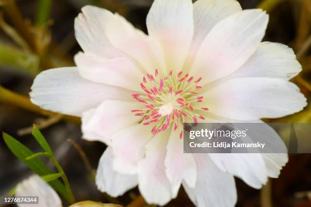 Little Raspberry Bitterroot Bitterroot Flowers Photos and Premium High Res Pictures - Getty Images