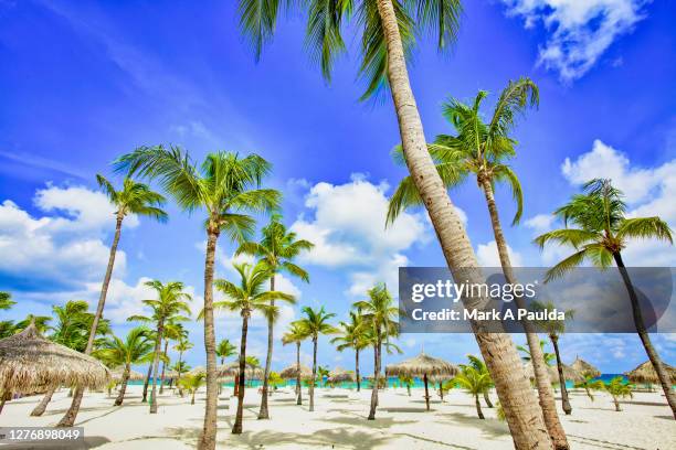 group of tall palm trees on a white sandy beach in aruba - aruba beach stock-fotos und bilder