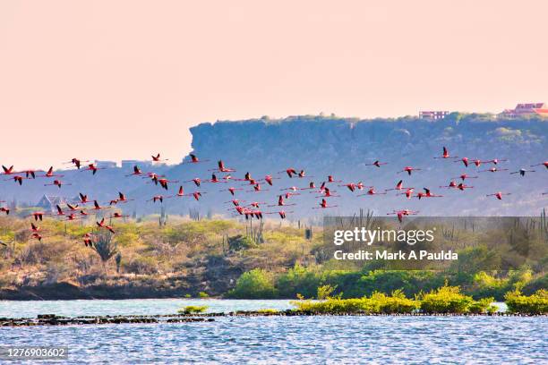 pink flamingos flying over a lagoon in curacao - curacao stock pictures, royalty-free photos & images