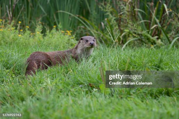 european otter - cute otter stock pictures, royalty-free photos & images