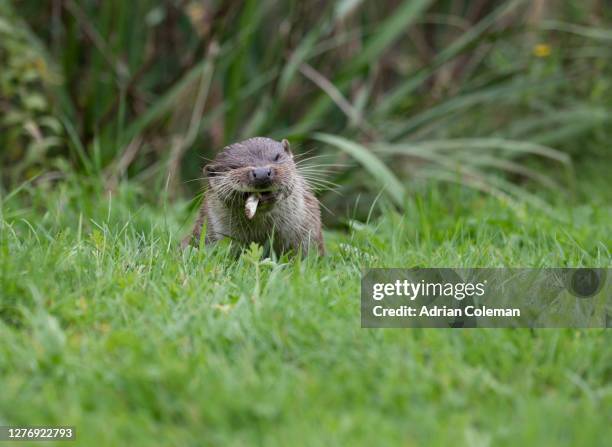 european otter feeding - cute otter stock pictures, royalty-free photos & images