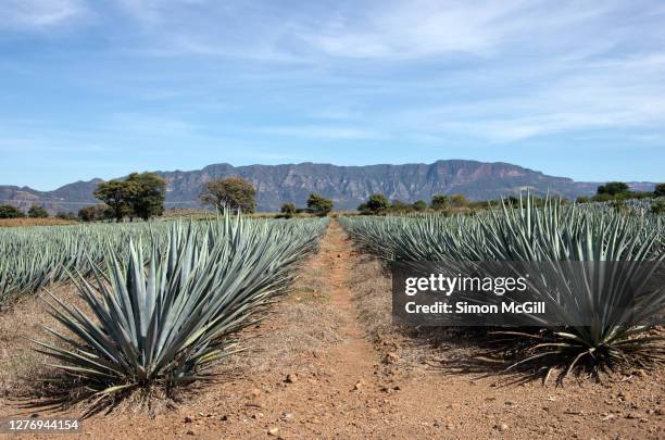 blue agave (agave tequilana) growing in a farm field in tequila, jalisco, mexico - agave plant stockfoto's en -beelden