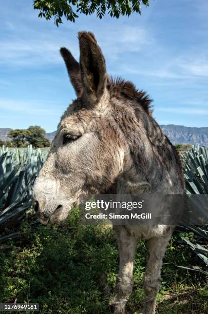 donkey in a blue agave (agave tequilana) field in tequila, jalisco, mexico - agave azul - fotografias e filmes do acervo